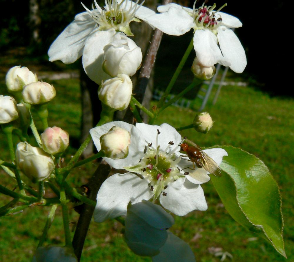 گلابی وحشی - معرفی درختان میوه